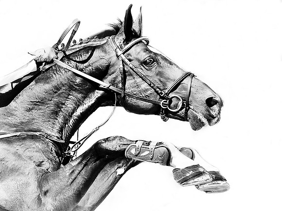 Showjumping