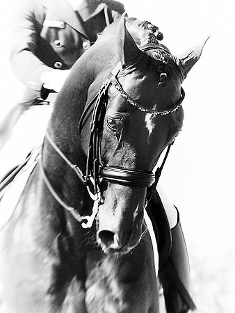 Dressage